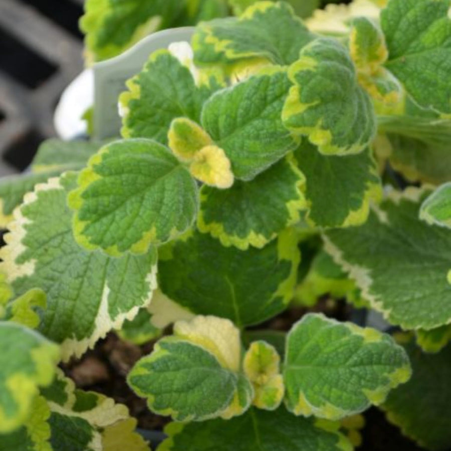 1 Swedish Ivy Plant Live for Planting - Swedish Ivy Mint Seedlings - 4-9 Inch Tall, in 3" Pot