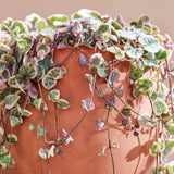 Variegated String of Hearts Plant Live, Ceropegia Woodii Variegata, in 2.5" Pot, Rare Trailing Succulent Vine for Indoor Hanging Pots