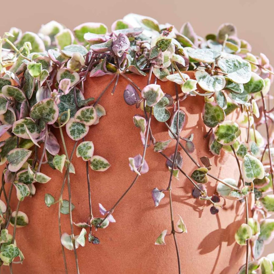 String of Hearts Plant Live, Ceropegia Woodii Variegata, in 4" Pot, Rare Trailing Succulent Vine for Indoor Hanging Pots (Variegated String of Hearts Plant)