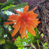Epiphyllum Orchid Cactus Live Plant, 2 Plants Per Pot, Blooming Orchid Cactus for Indoor or Outdoor Growing (Orange Epiphyllum)