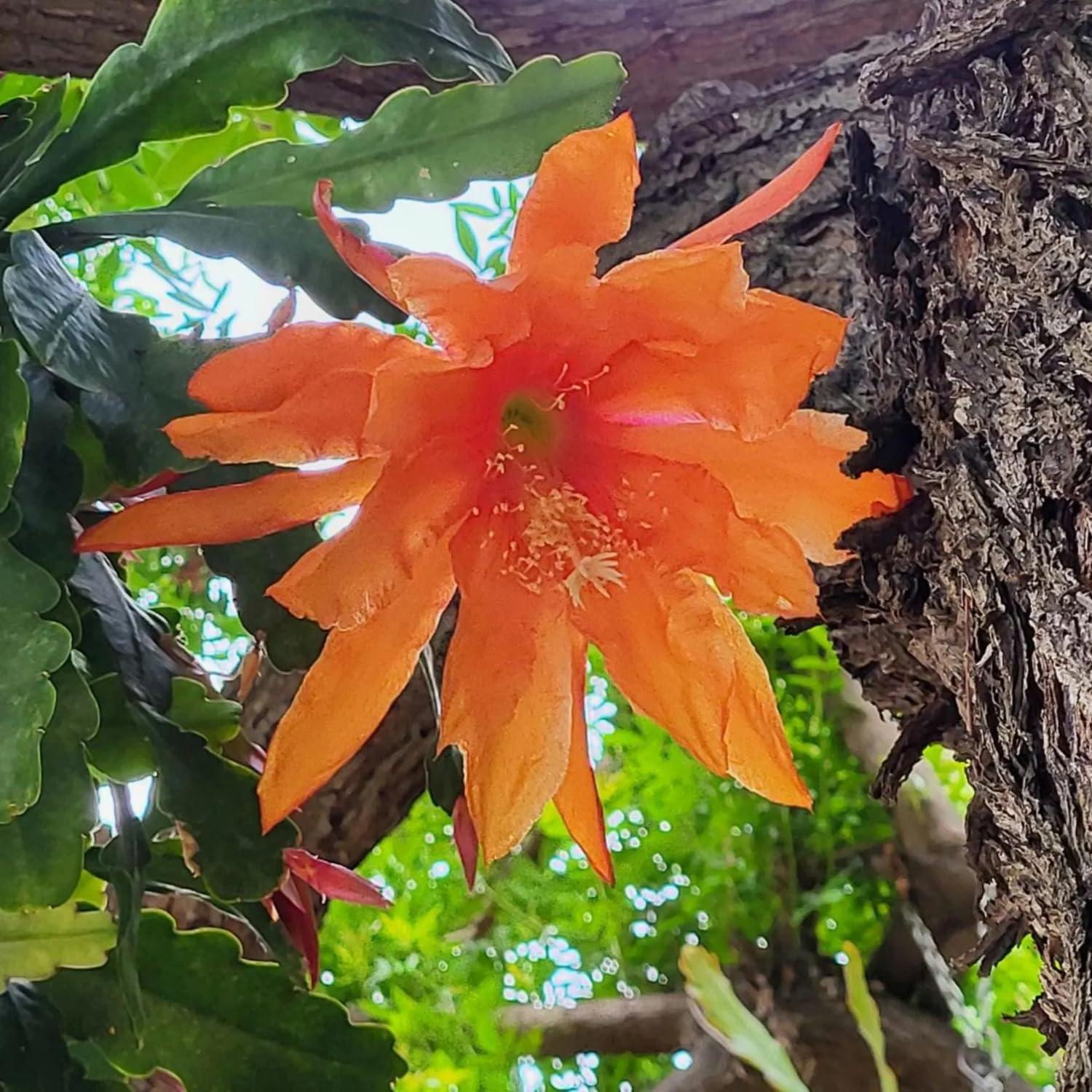 Epiphyllum Orchid Cactus Live Plant, 2 Plants Per Pot, Blooming Orchid Cactus for Indoor or Outdoor Growing (Orange Epiphyllum)