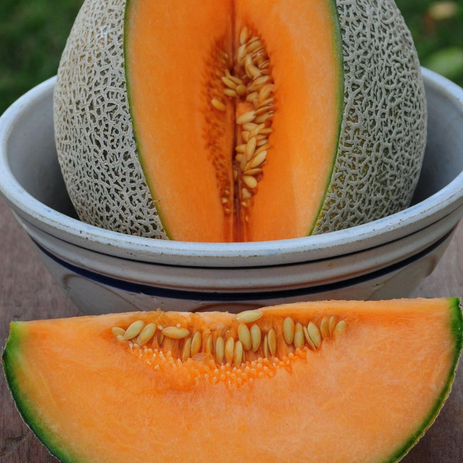 2 Hales Melon Plants Live, Sweet Yellow Melon Variety in 4'' Pot, 4-6 Inch Tall Starter Plants, Edible Fruit for Outdoor Garden, Ready to Grow