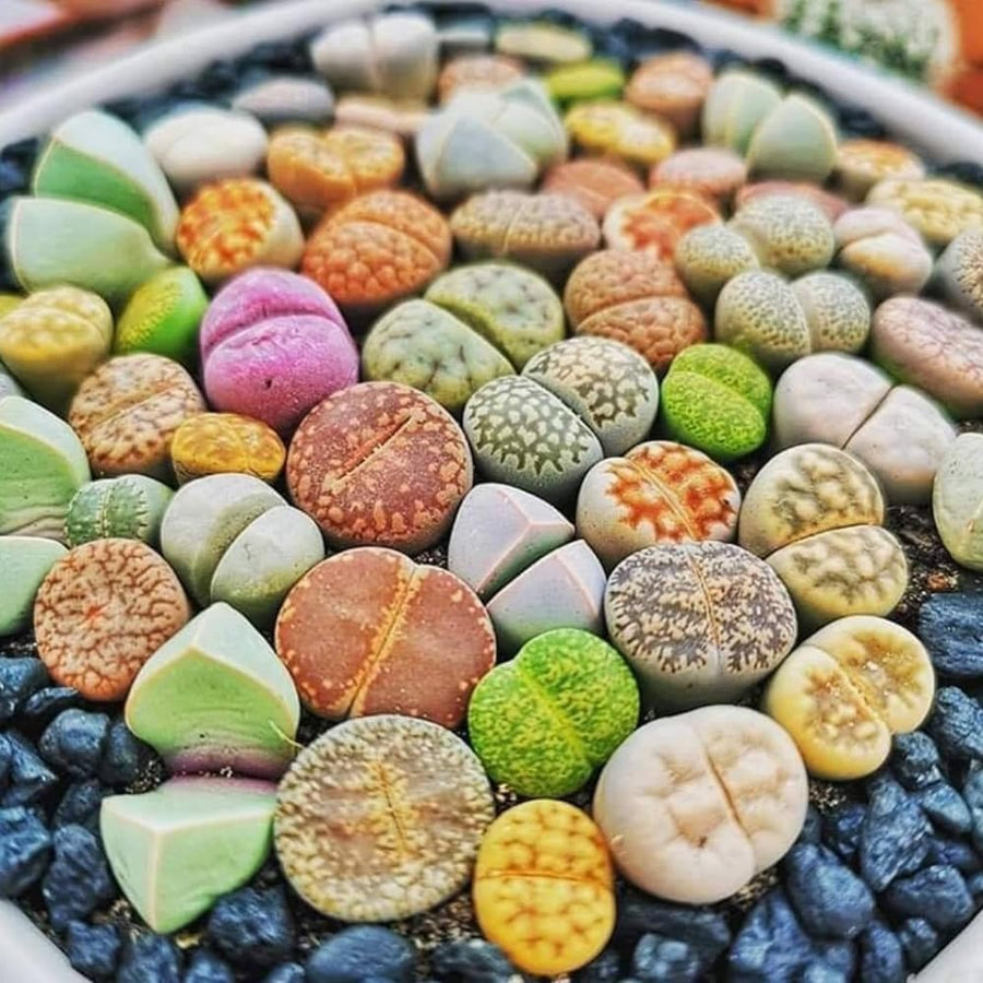 20 Multicolor Lithops Plants Live, Mix Lithops Succulents Plants Live, Rare Living Stones Indoor Outdoor Plant, Bare Root Without Pot and Soil