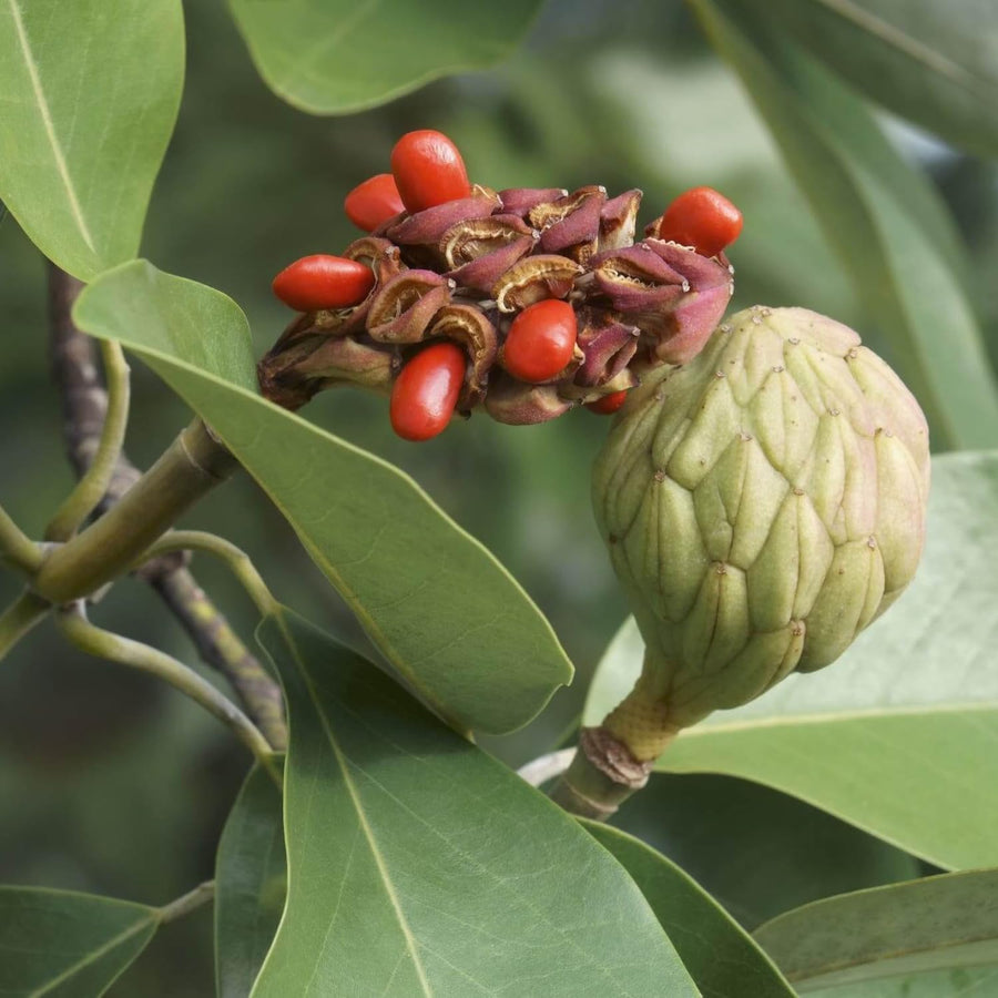 Sweetbay Magnolia Plant Live 8-14 Inch Tall, Fragrant Magnolia Bush Live Plant, Magnolia Flowers for Enhancing Your Garden