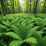 5 Ostrich Fern Rhizomes Live Plants for Planting, Ferns Live Plants Outdoors Indoors Full Shade, Bare Roots, Fast-Growing