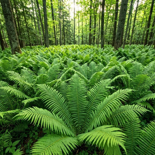 5 Ostrich Fern Rhizomes Live Plants for Planting, Ferns Live Plants Outdoors Indoors Full Shade, Bare Roots, Fast-Growing