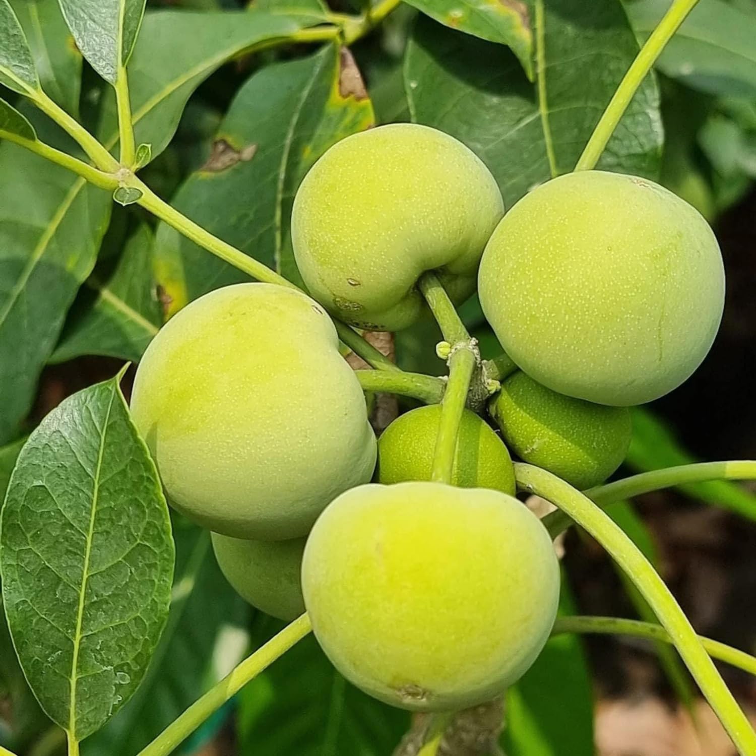 White Sapote Tree Live Plant in 1 Gallon Pot, 1.5-2 Ft Tall for Outdoor Growing, White Sapote Fruit Tree Plants