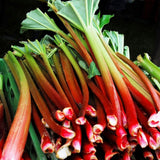 5 XL Size Rhubarb Crowns for Planting, Fast-Growing, Rhubarb Root Division Plant, High Yield, Rich Flavor, Red Stalks