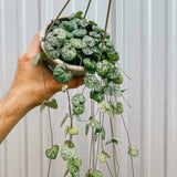 String of Hearts Plant Live, Ceropegia Woodii Variegata, in 4" Pot, Rare Trailing Succulent Vine for Indoor Hanging Pots (Green String of Hearts Plant)