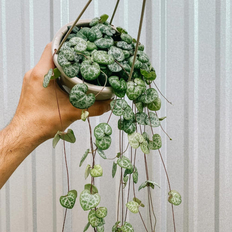 String of Hearts Plant Live, Ceropegia Woodii Variegata, in 4" Pot, Rare Trailing Succulent Vine for Indoor Hanging Pots (Green String of Hearts Plant)