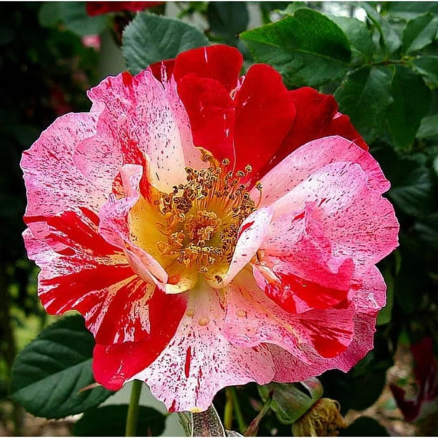 Fourth of July White Red Climbing Rose Live Plant Bare Root, Live Rose Bushes Ready to Plant Outdoor, 7-12 Inc Tall, Well Rooted, Cold Hardy