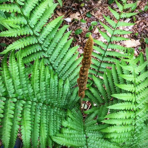 Set 10 Cinnamon Fern Rhizomes, Ferns Starter Roots, Perennial Fern Plants, Ready to Grow