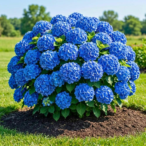 Blue to Pink Hydrangea Plant Live Tree, Rare Color, 4" Pot, Perennial and Hardy Blooming Shrub for Garden Spring Planting