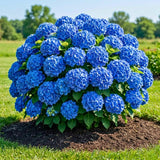 Pink Hydrangea Plant Live Tree, Rare Color, 4" Pot, Perennial and Hardy Blooming Shrub for Garden Spring Planting