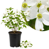 White Dogwood Live Tree in Quart Pot, Flowering Ornamental Trees for Outdoor Garden, White Blooms Spring Tree 8-14 Inches Tall