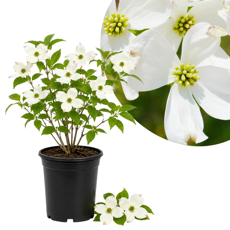 White Dogwood Live Tree in Quart Pot, Flowering Ornamental Trees for Outdoor Garden, White Blooms Spring Tree 8-14 Inches Tall