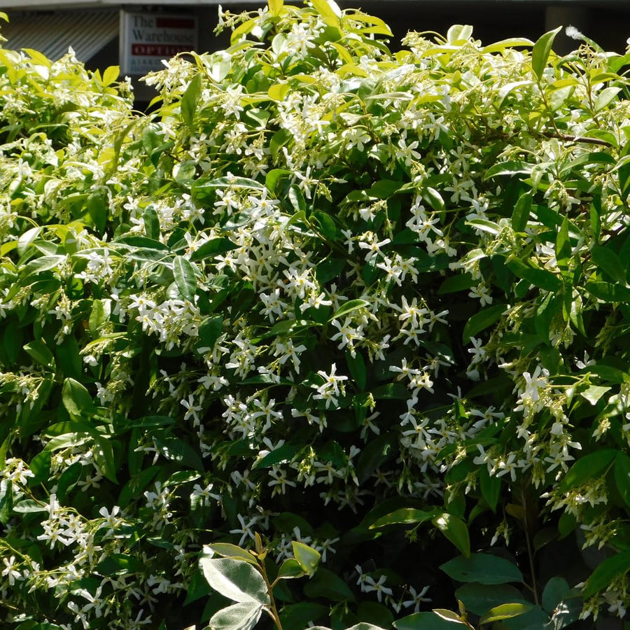Star Jasmine Plant Live, Fragrant Jasmine Vine, 10 Inches Tall in 3 Inch Pot, Ready for Indoor or Outdoor Growing