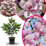 Jane Magnolia Tree Live Plant in 2.5 Inches Pot, Dormant in Winter, 6-12 Inches in Tall, Ornamental Spring Flowering Tree, Outdoor