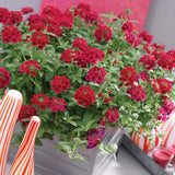 Perennial Red Verbena Plants Live, Sets 6 Plants Verbena for Planting, No Pot, Size 5-9 Inc Tall, Spring Plants Verbena for Trailing Basket, No Pot