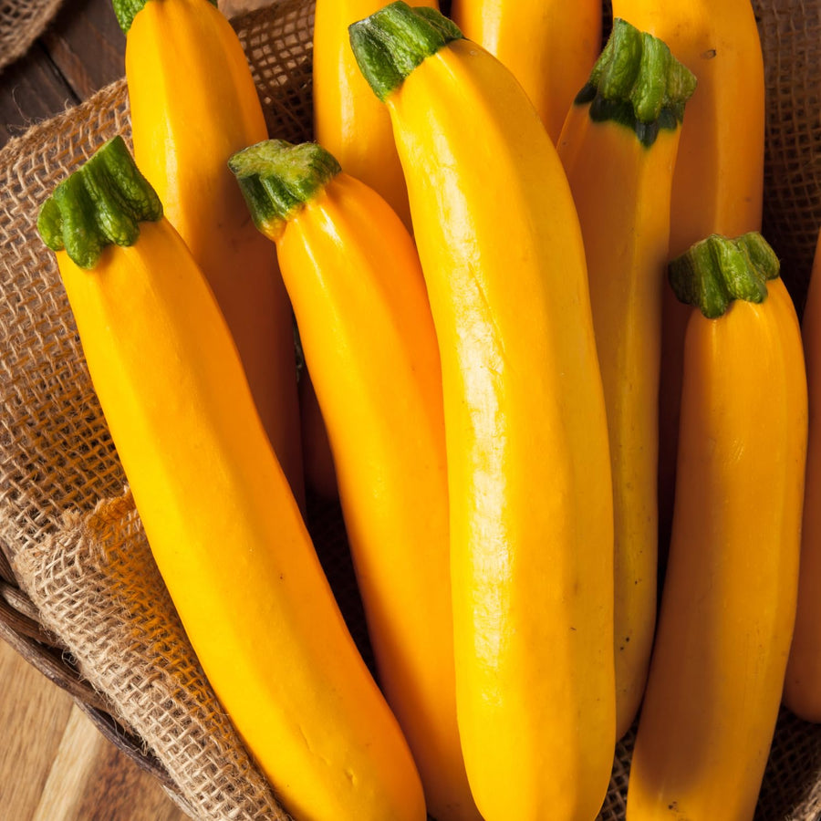 2 Yellow Zucchini Plants Live, 5-9 Inches Tall, Squash Vegetable Plant for Home Garden, Easy to Plant and High Yields