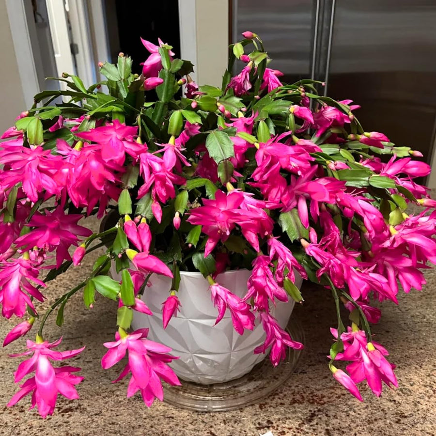 Pink Thanksgiving Cactus in 4" Pot for Spring Planting, Indoor Outdoor Home Decor