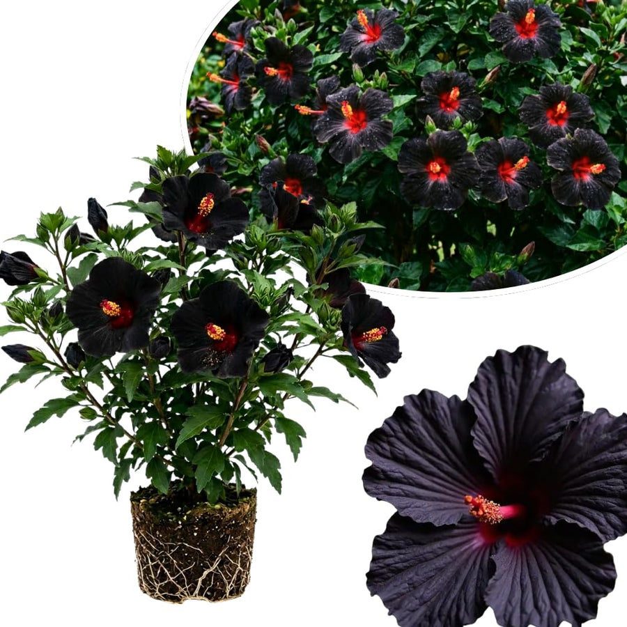 7 Hibiscus Cutting, Well-Rooted Hibiscus Flowers, Tropical Flowering for Indoor Outdoor Planting (Black)