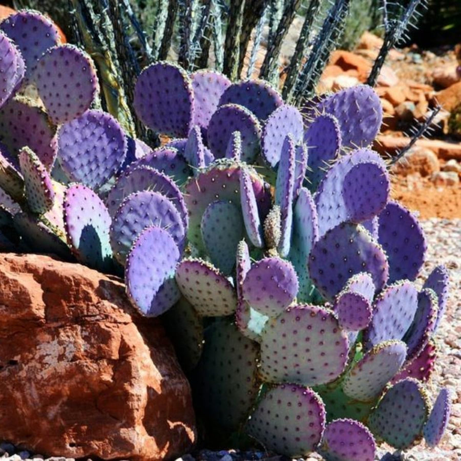 Purple Prickly Pear Cactus Plants Live in 3 Inch Pot, Hardy Colorful Cactus Plants, Great for Rock Gardens and Pots