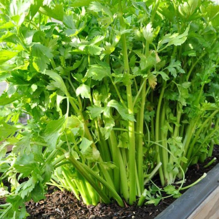 500 Count Parsley Seeds, Fresh Culinary Herb for Garden and Home Growing