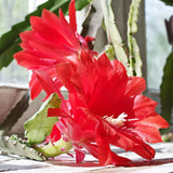 Epiphyllum Orchid Cactus Live Plant, 2 Plants Per Pot, Blooming Orchid Cactus for Indoor or Outdoor Growing (Red Epiphyllum)