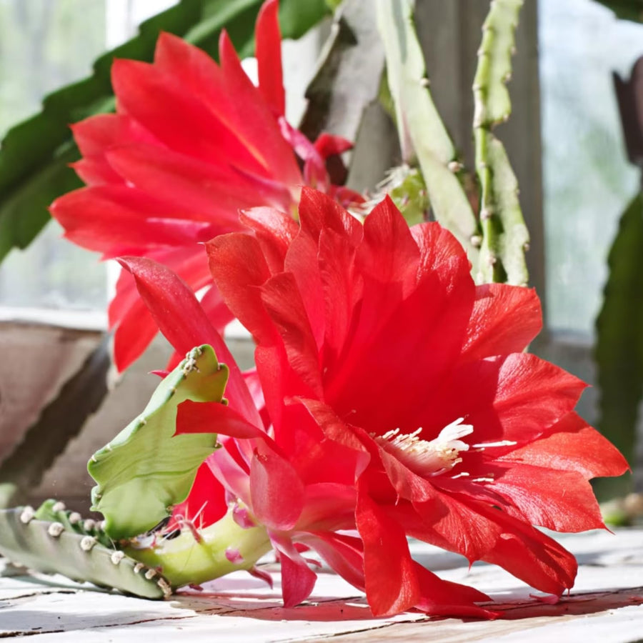 Epiphyllum Orchid Cactus Live Plant, 2 Plants Per Pot, Blooming Orchid Cactus for Indoor or Outdoor Growing (Red Epiphyllum)