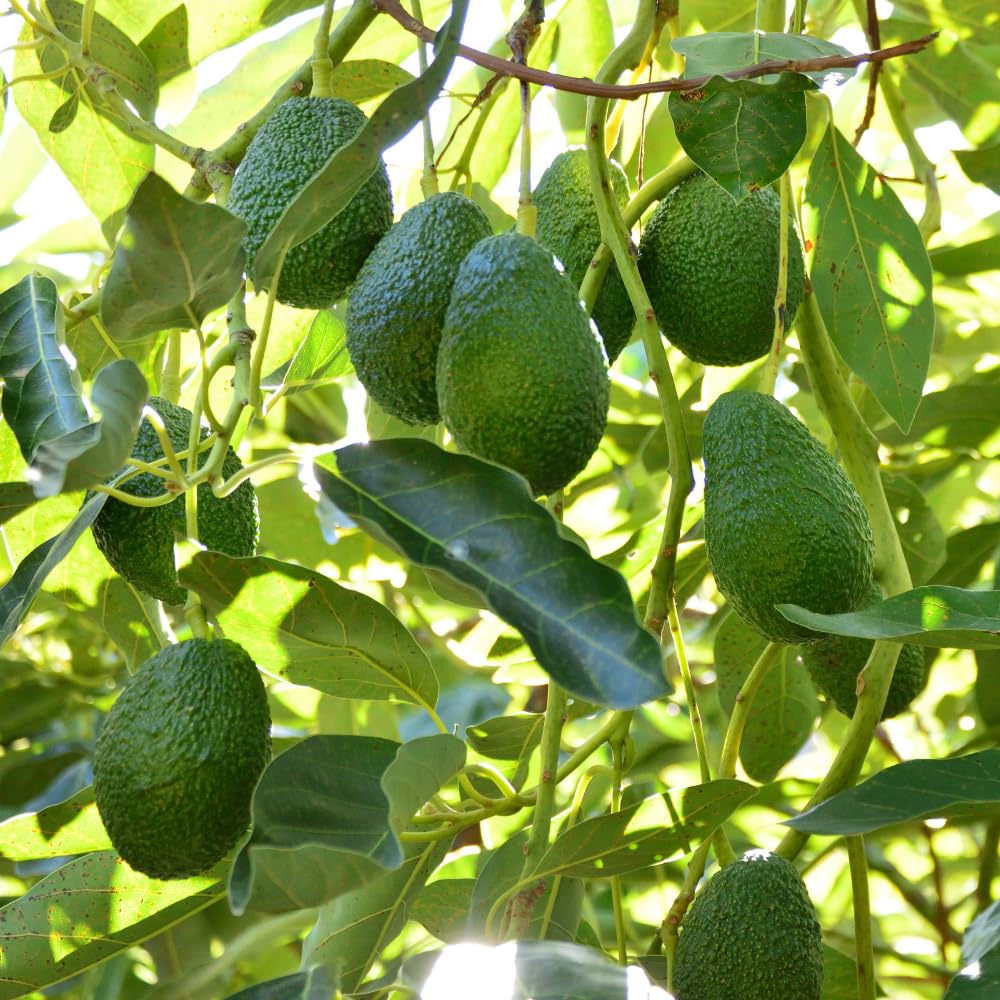 Dwarf Avocado Tree Live Plant, HASS Avocado Plant, 1 Year Old Fruit Tree, Well Rooted, 16-20 Inches Tall, Indoor Outdoor Growing