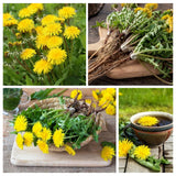 Yellow Dandelion Plants Live, Live Dandelion Plant, 4-6 Inc Tall, Easy Growing Flower for Container, Backyard, Outdoor Garden
