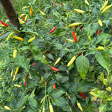 200 Pepper Seeds for Planting, Pepper Seeds for Indoor Outdoor Garden