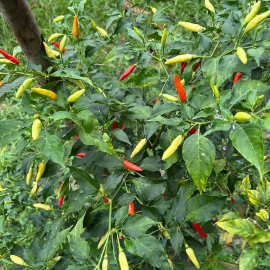 200 Pepper Seeds for Planting, Pepper Seeds for Indoor Outdoor Garden