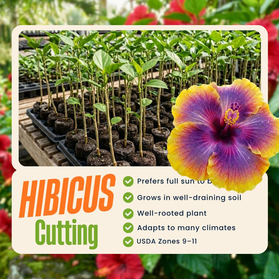 Purple Yellow Hibiscus Plant Live, Well-Rooted Hibiscus Flowers, 5-7 Inches Tall, Tropical Flowering for Indoor Outdoor Planting