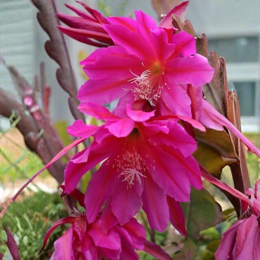 Epiphyllum Orchid Cactus Live Plant, Vibrant Blooming Orchird Cactus in 3.5" Pot, Compact, Cold Hardy, Low Maintenance (Pink Orchid Cactus)