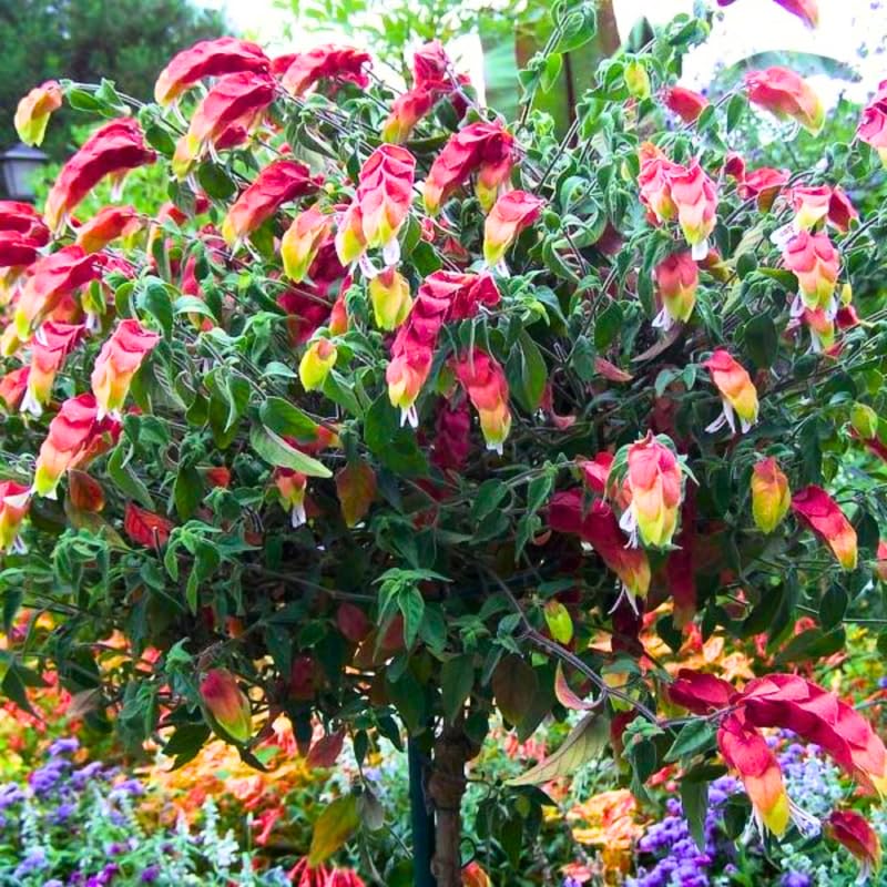 Red Shrimp Plant Live, 4-9" Tall, Tropical Houseplant Well-Rooted