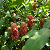 Shampoo Ginger Plant Live, Awapuhi Ginger Rhizome, 3-5 Inch Tall, Well Rooted Tropical Live Plant for Outdoor Garden, No Pot