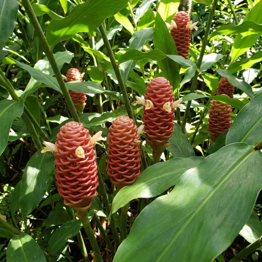 Shampoo Ginger Plant Live, Awapuhi Ginger Rhizome, 3-5 Inch Tall, Well Rooted Tropical Live Plant for Outdoor Garden, No Pot