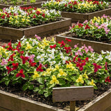 10 Mix Trillium Bulbs, Large Trillium Bulbs for Planting, Flower Bulb Shade Gardening Outdoor