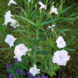 2 Mexican Petunias Live Plants - Petunia Plants Live, Live Petunia Plants Outdoor - Zone 8 to 11, Size 4 to 7 Inch Tall, White