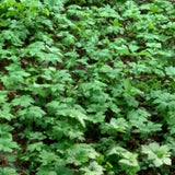 5 Golden Seal Roots for Planting, Goldenseal Plants Live from 4''Tall, Shrub Garden