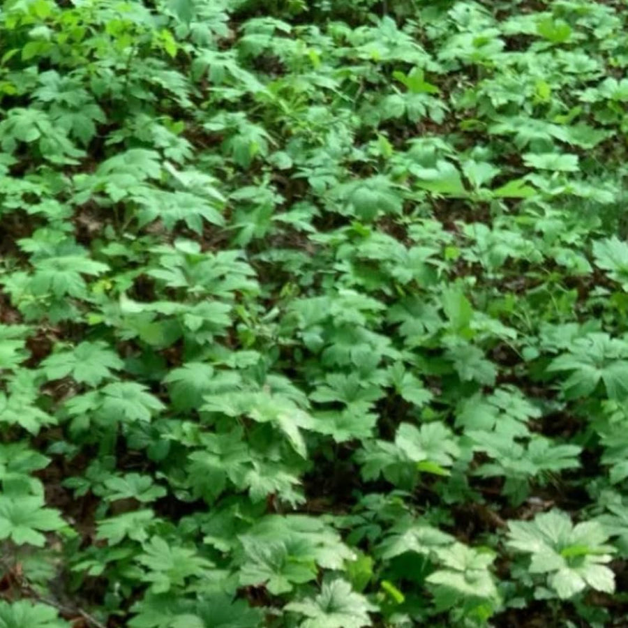 5 Golden Seal Roots for Planting, Goldenseal Plants Live from 4''Tall, Shrub Garden