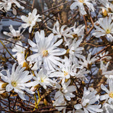 White Magnolia Plant Live, 6-12 Inch Tall, Magnolia Tree in 2.5” Pot, Flowering Ornamental Tree