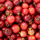Strawberry Guava Plant Live, Rare Tropical Guava Tree, Sweet Fruit Tree for Outdoor Growing 7-12 Inch in Half Gallon Pot
