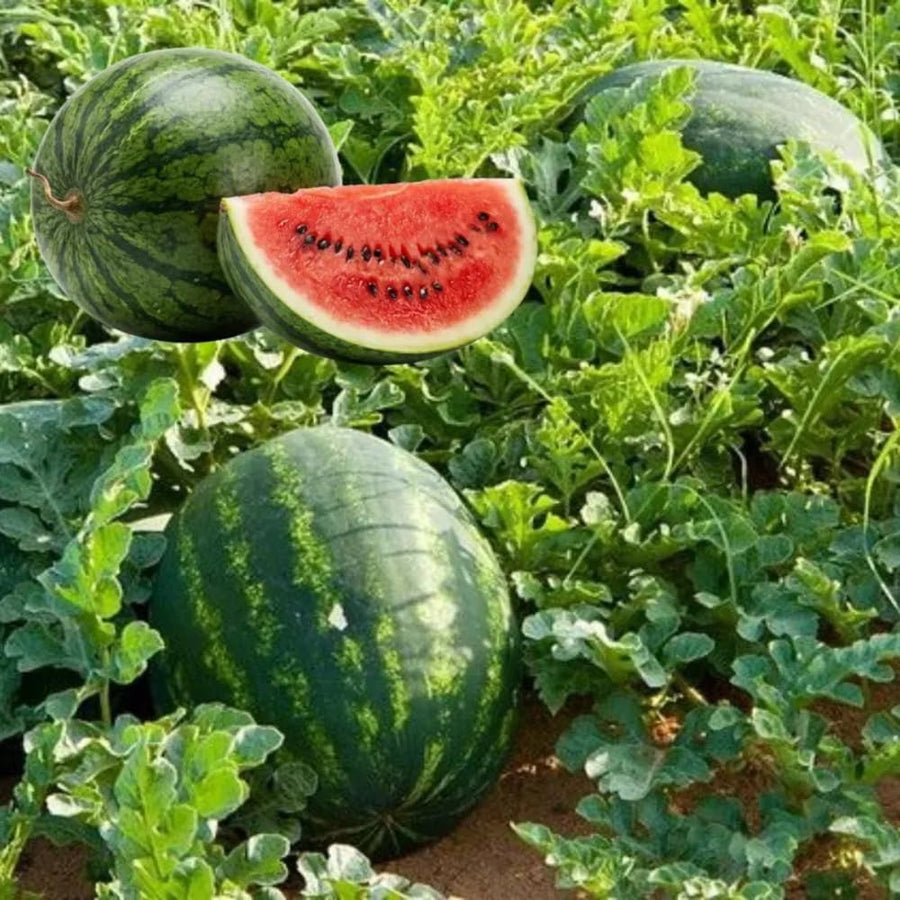 2 Watermelon Plants Live, Sweet Watermelon Fruit Plant, Live Watermelons Plant, 4 to 6 Inch Tall, 2 Plants per Pot