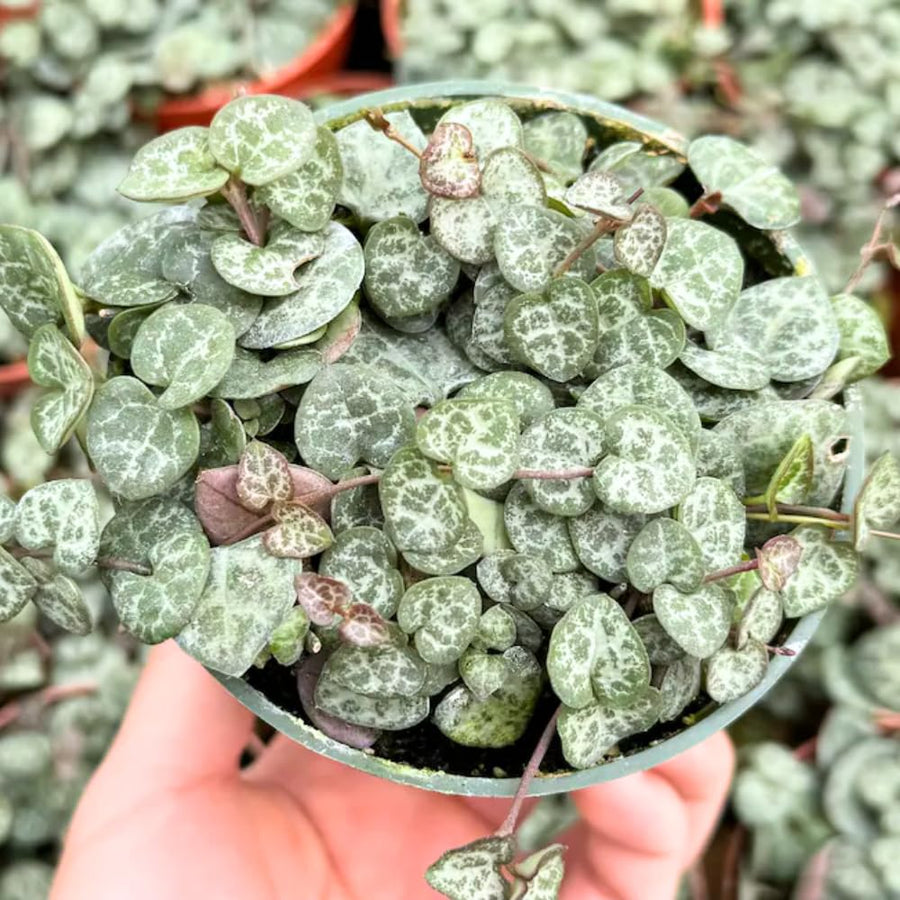 String of Hearts Plant Live, Ceropegia Woodii Variegata, in 4" Pot, Rare Trailing Succulent Vine for Indoor Hanging Pots (Green String of Hearts Plant)