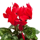 Red Cyclamen Plant Live, Cyclamen Flower Live Plant, 5'' to 7'' Tall, Easy to Plant, Out Garden