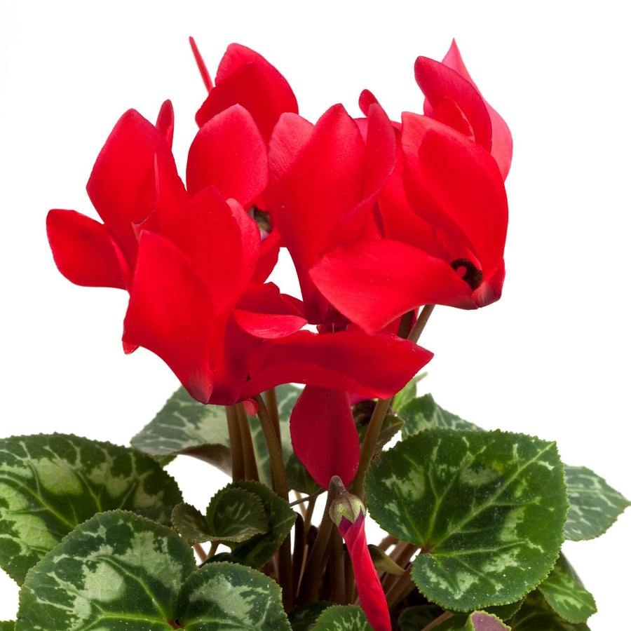 Red Cyclamen Plant Live, Cyclamen Flower Live Plant, 5'' to 7'' Tall, Easy to Plant, Out Garden