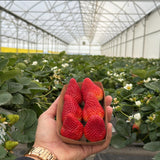 2 Strawberry Plants Live, Sweet Strawberry Fruit Live Plant in 2'' Pot, 4-6 Inc Tall, Outdoor Planting